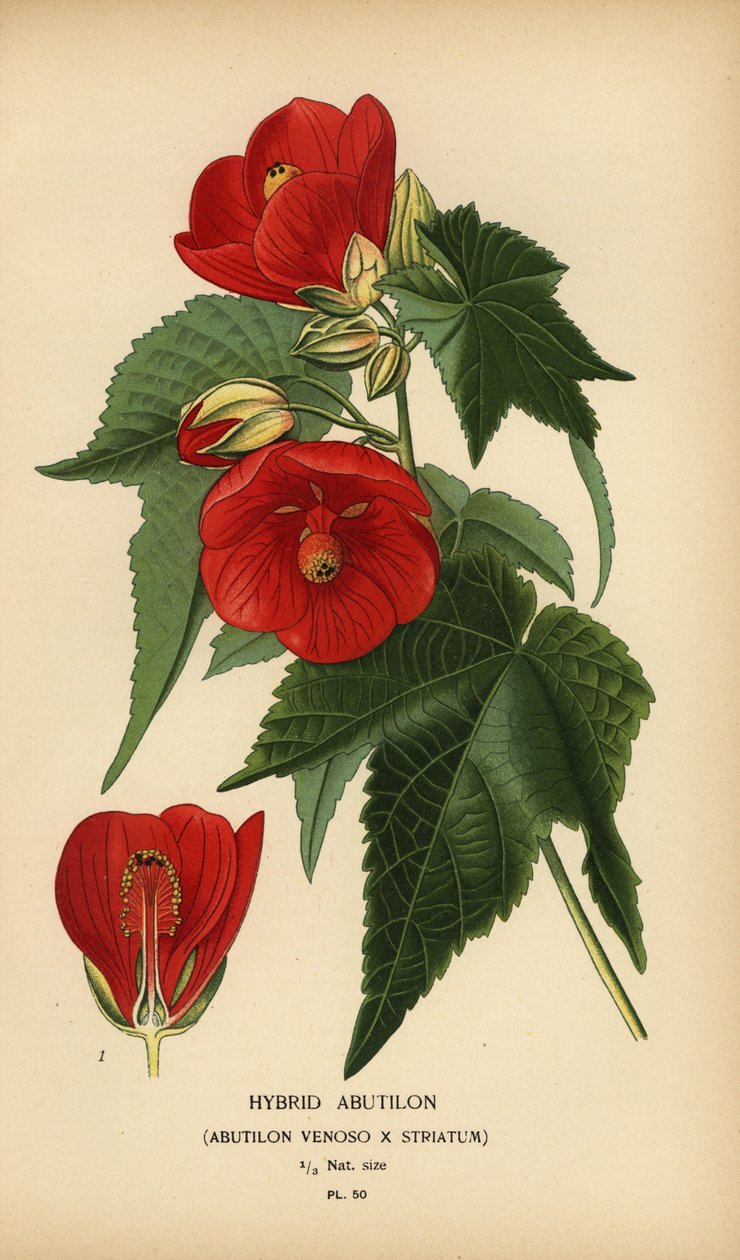 Abutilon híbrido, Abutilon pictum. de Désiré Georges Jean Marie Bois