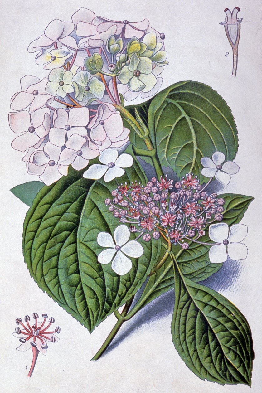 Hydrangea, início do século XX (ilustração) de Désiré Georges Jean Marie Bois