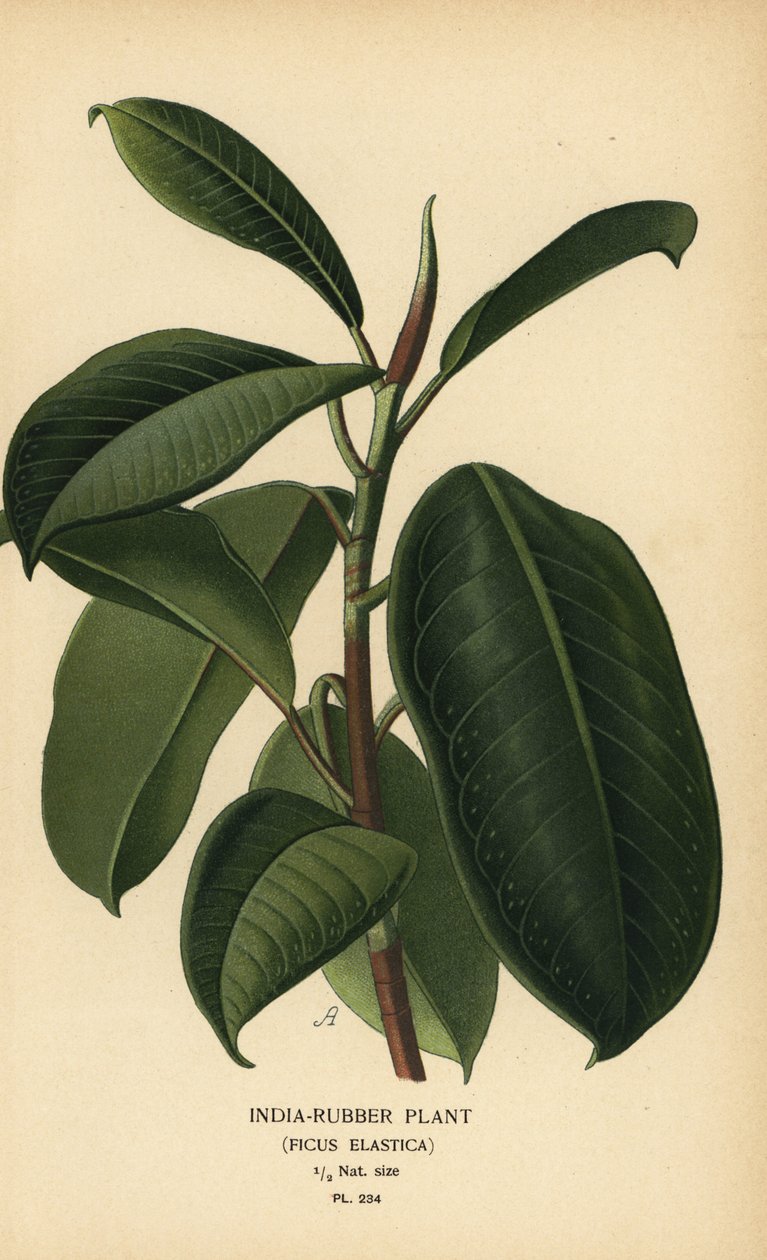 Planta de borracha da Índia, Ficus elastica. Cromolitografia de uma ilustração de Desire Bois de Edward Step