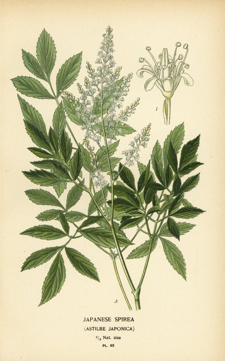 espireia japonesa, Astilbe japonica. de Désiré Georges Jean Marie Bois