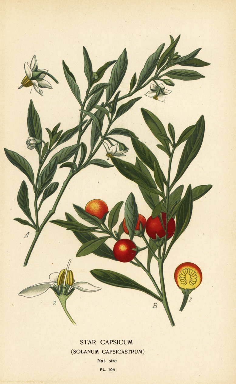Jerusalem cherry, Solanum pseudocapsicum var. diflorum. de Désiré Georges Jean Marie Bois