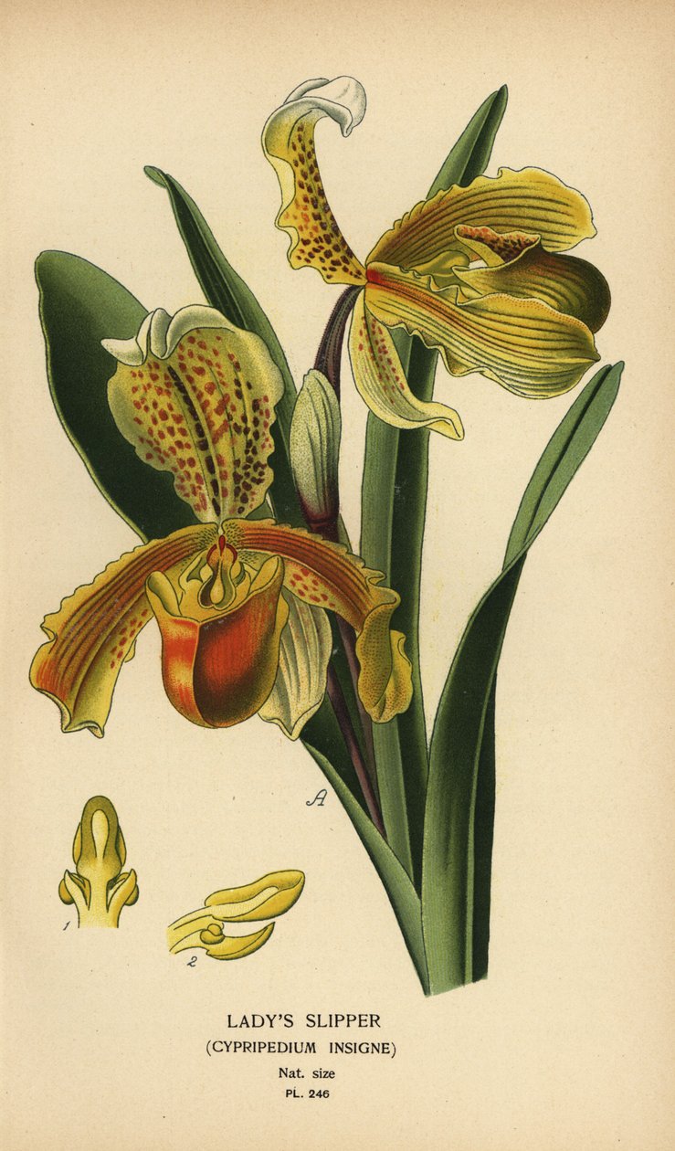 Orquídea de sapatinho de senhora, Paphiopedilum insigne (Cypripedium insigne). Cromolitografia de uma ilustração de Desire Bois de Edward Step
