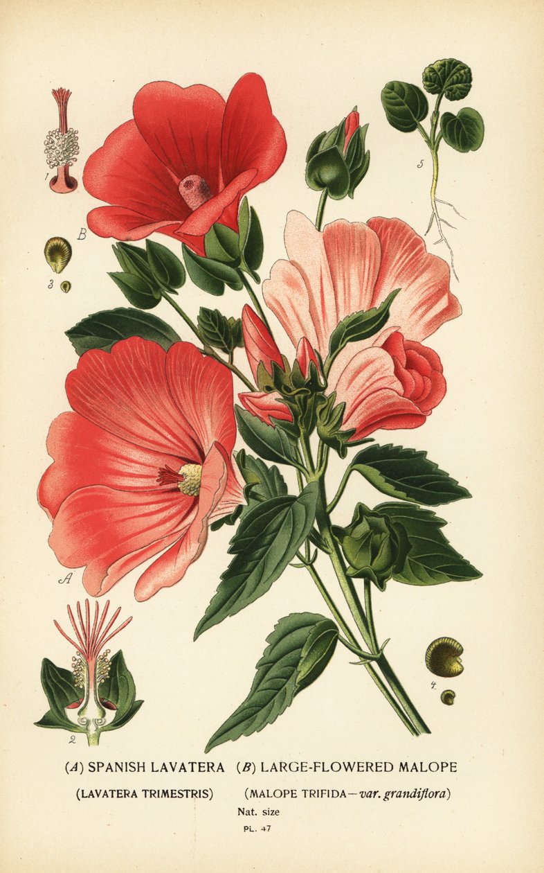 Lavatera trimestris e Malope trifida. de Désiré Georges Jean Marie Bois