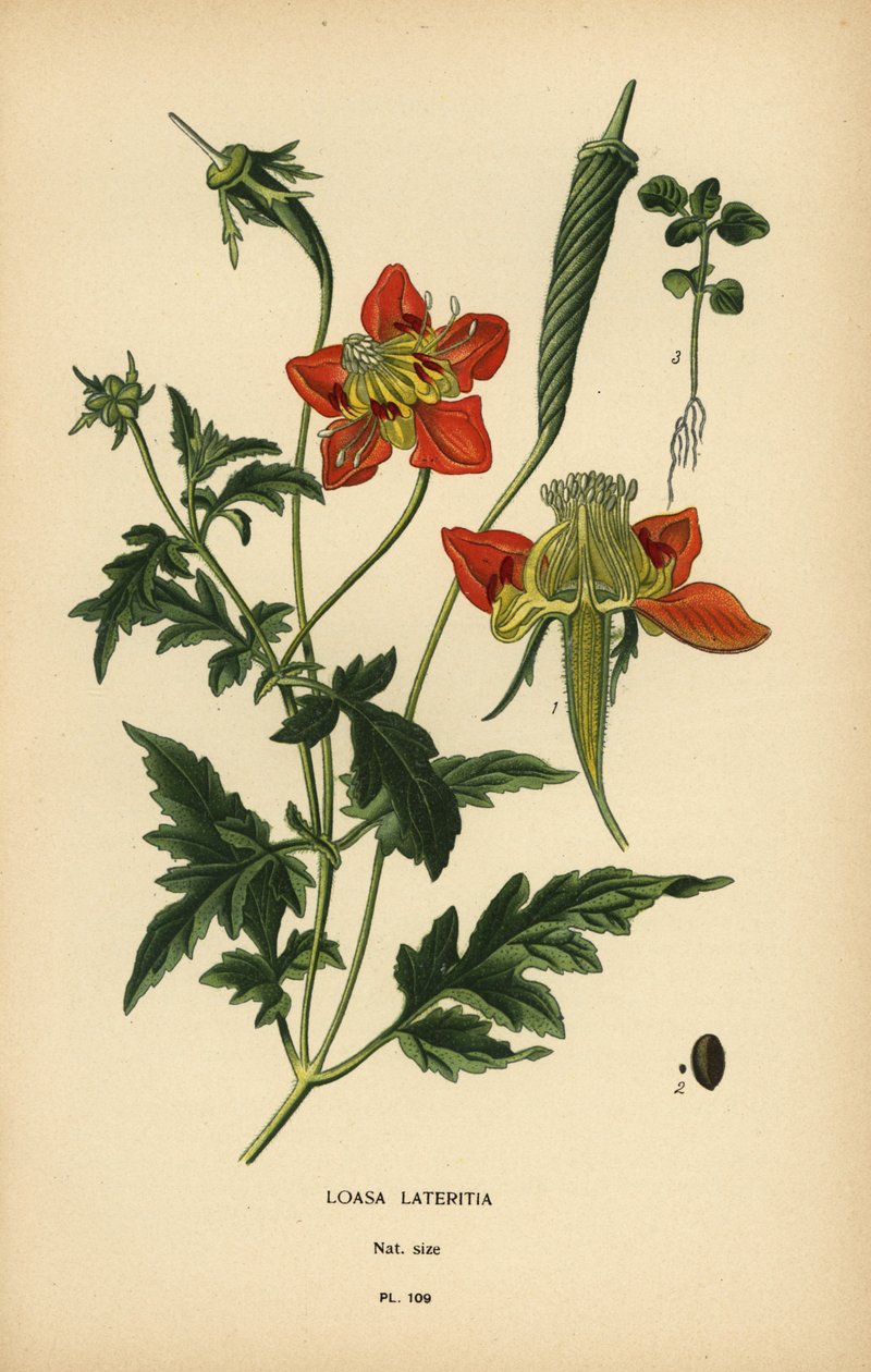 Loasa lateritia. de Désiré Georges Jean Marie Bois