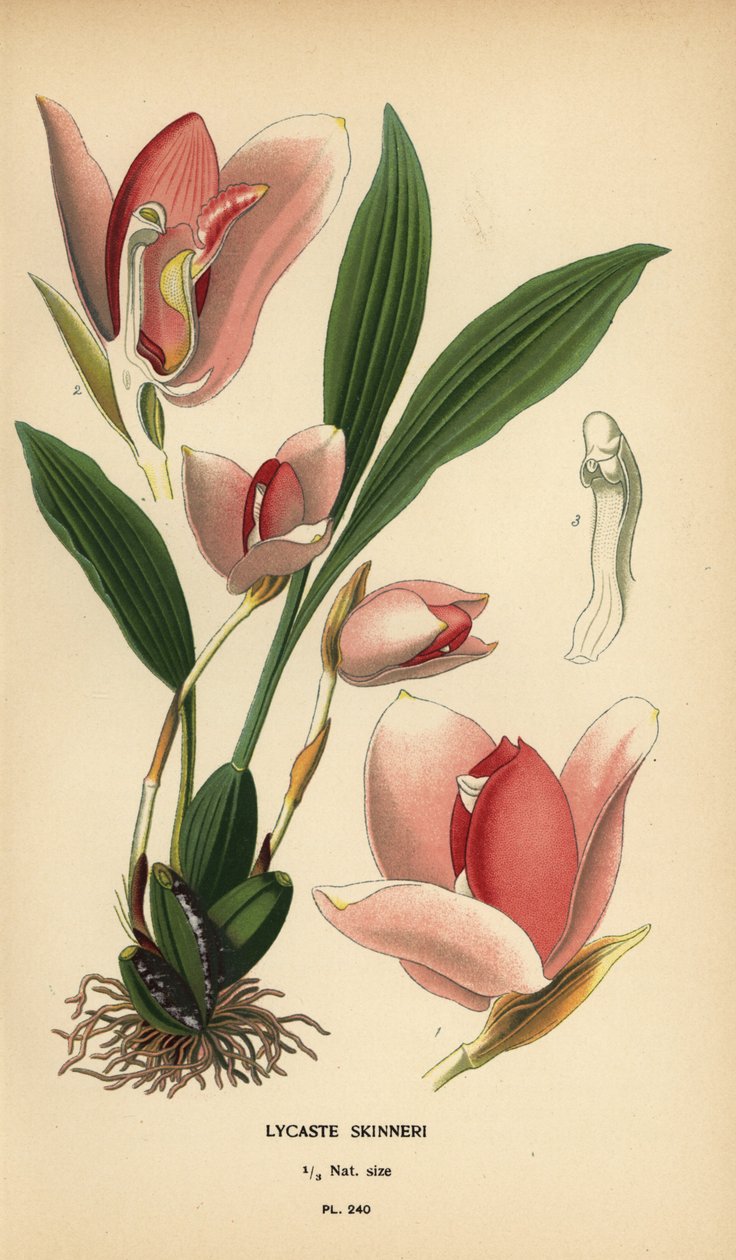 Lycaste virginalis orquídea (Lycaste skinneri). Cromolitografia de uma ilustração de Desire Bois de Edward Step