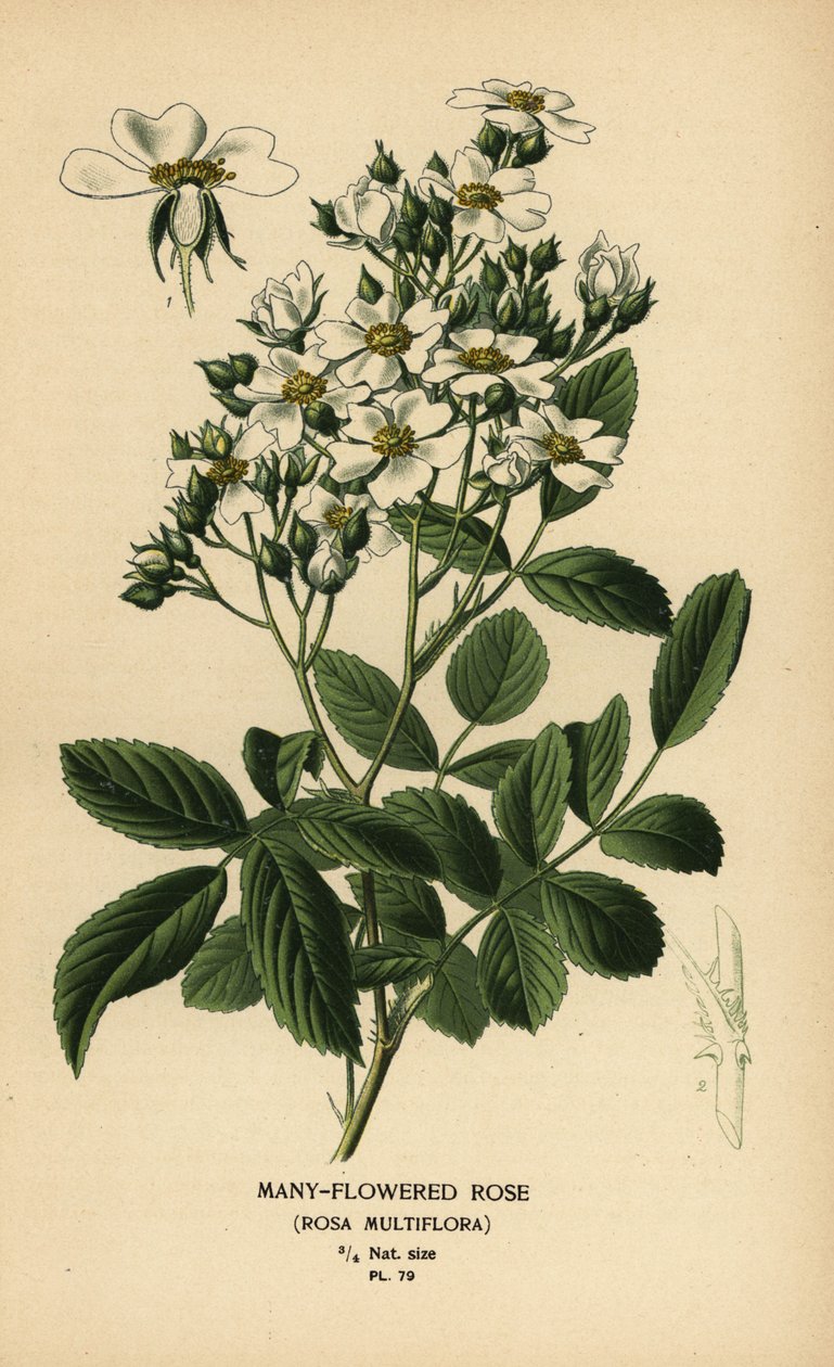 Rosa multiflora, Rosa multiflora. de Désiré Georges Jean Marie Bois