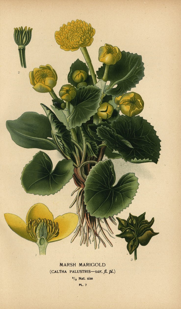 Calêndula de pântano, Caltha palustris. de Désiré Georges Jean Marie Bois