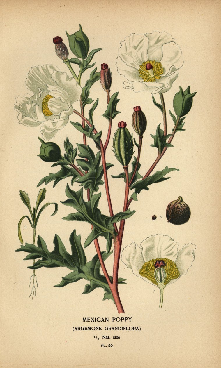 papoila mexicana, Argemone grandiflora. de Désiré Georges Jean Marie Bois