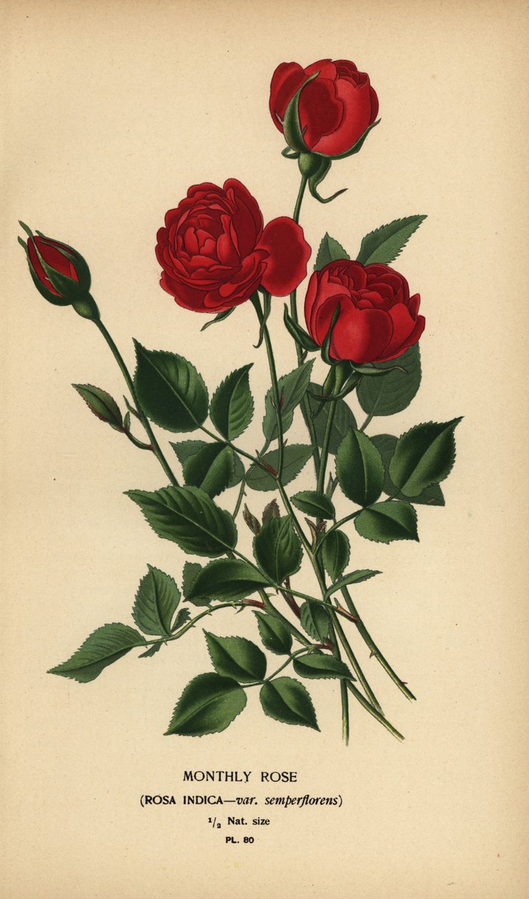 Rosa mensal, Rosa chinensis var. semperflorens. de Désiré Georges Jean Marie Bois