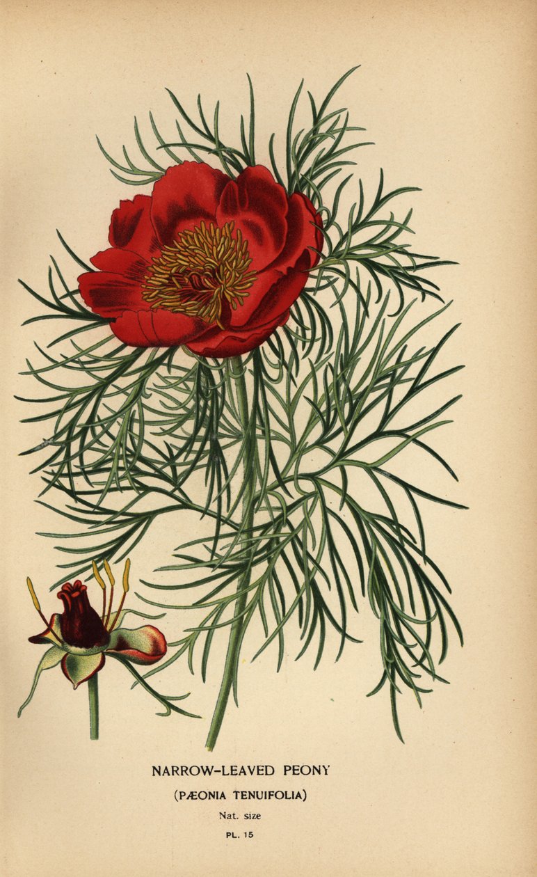 Peônia de folhas estreitas, Paeonia tenuifolia, de Désiré Georges Jean Marie Bois