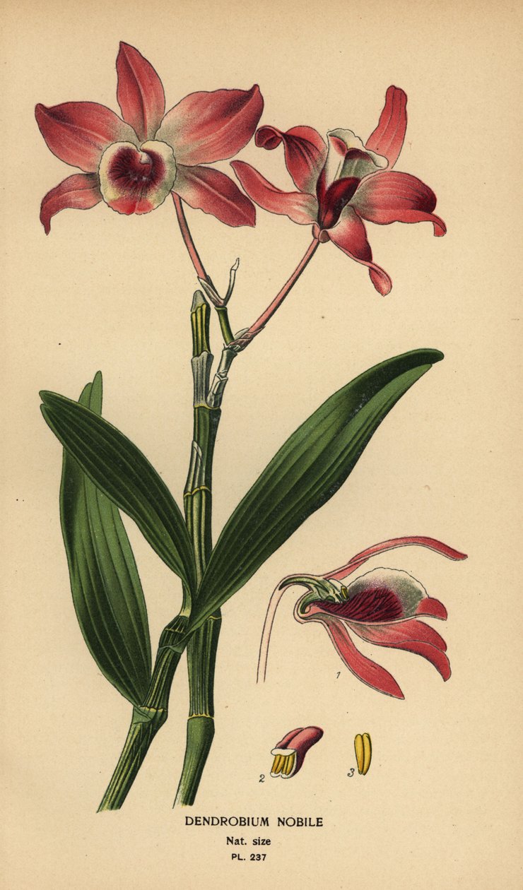 Nobre orquídea dendrobium, Dendrobium nobile. Cromolitografia de uma ilustração de Desire Bois de Edward Step
