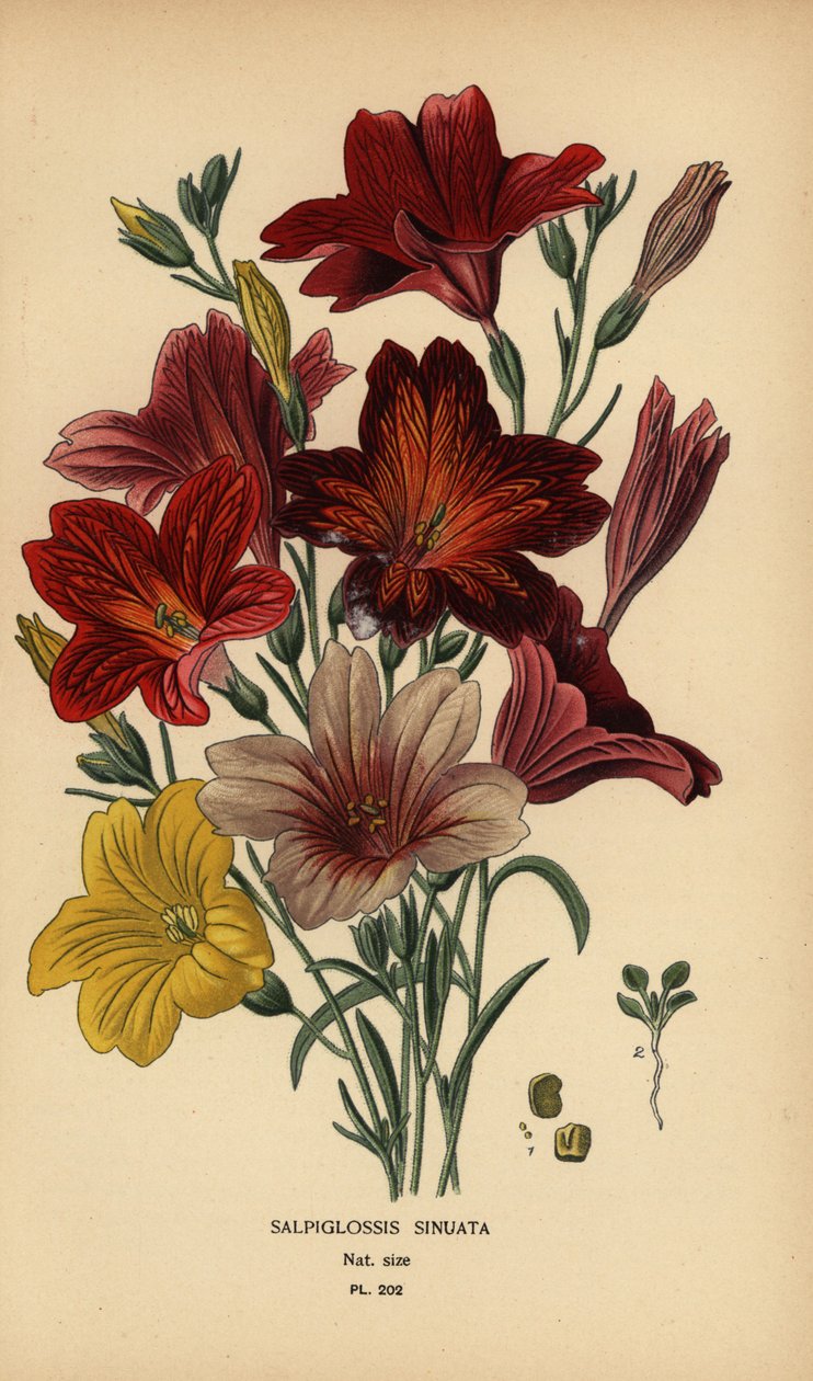 Língua pintada ou flor de trombeta de veludo, Salpiglossis sinuata. de Désiré Georges Jean Marie Bois