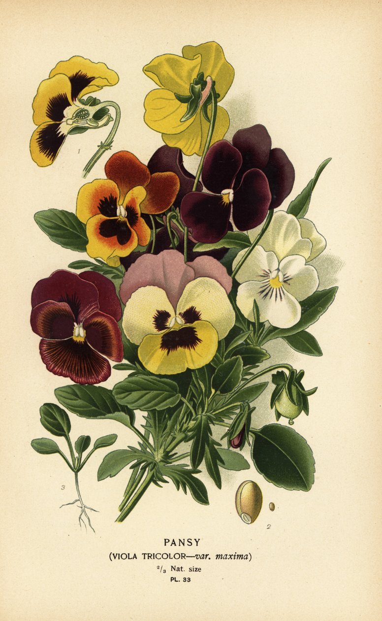 Pansy, Viola tricolor. de Désiré Georges Jean Marie Bois
