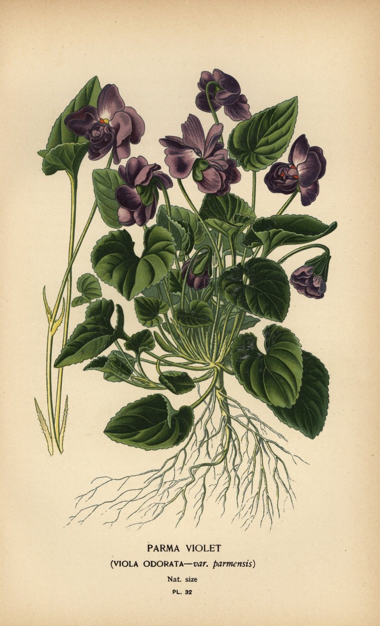 Parma violet, Viola odorata. de Désiré Georges Jean Marie Bois