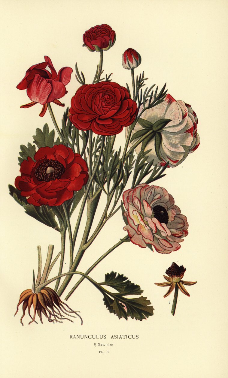 Ranunculus asiaticus, Ranunculus asiaticus, Ranunculus asiaticus, Ranunculus asiaticus. de Désiré Georges Jean Marie Bois