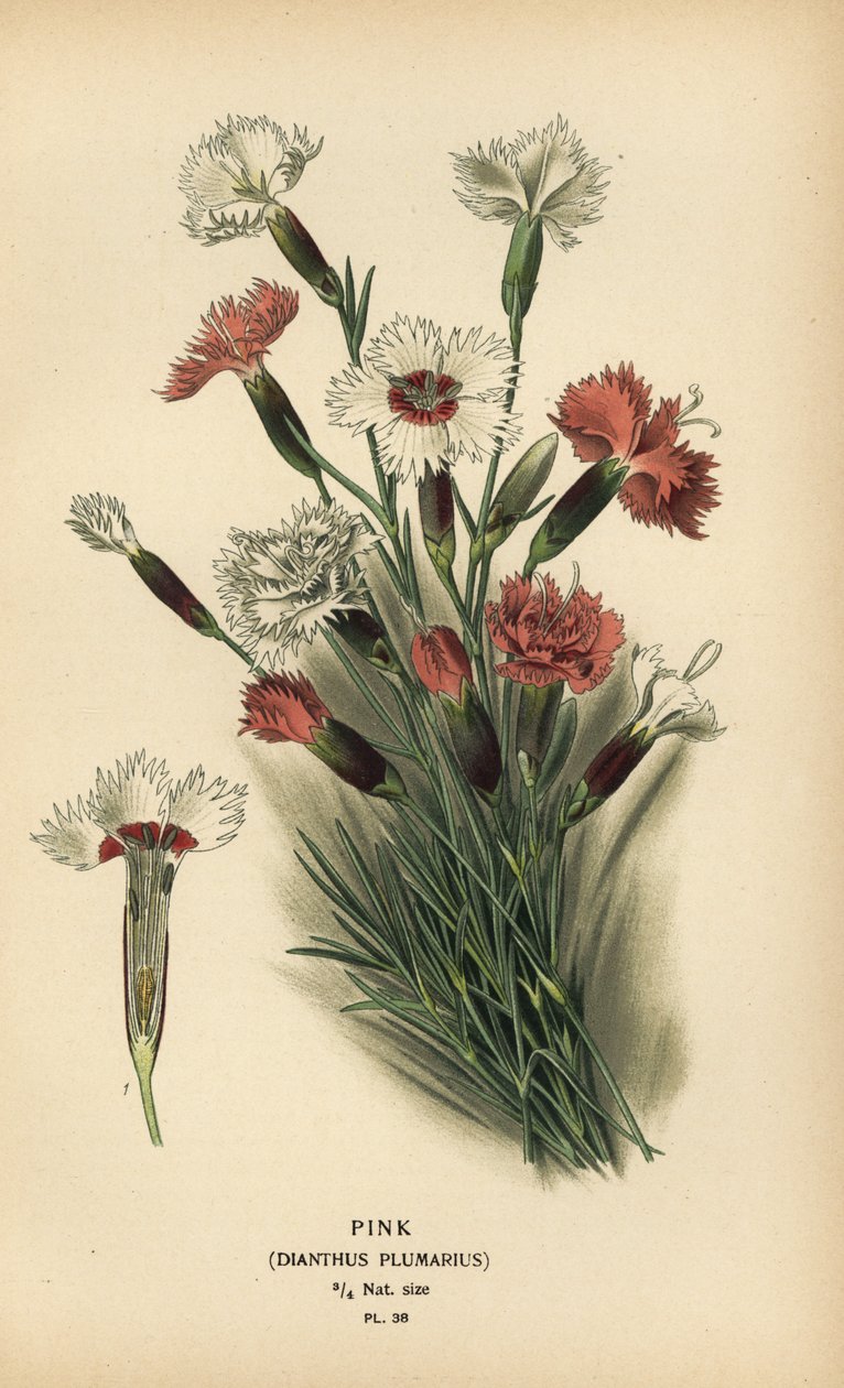 Rosa, Dianthus plumarius. de Désiré Georges Jean Marie Bois