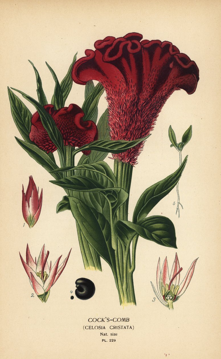 Celosia argentea (Cock