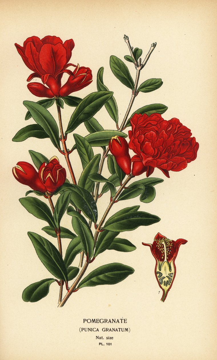 Romã, Punica granatum. de Désiré Georges Jean Marie Bois
