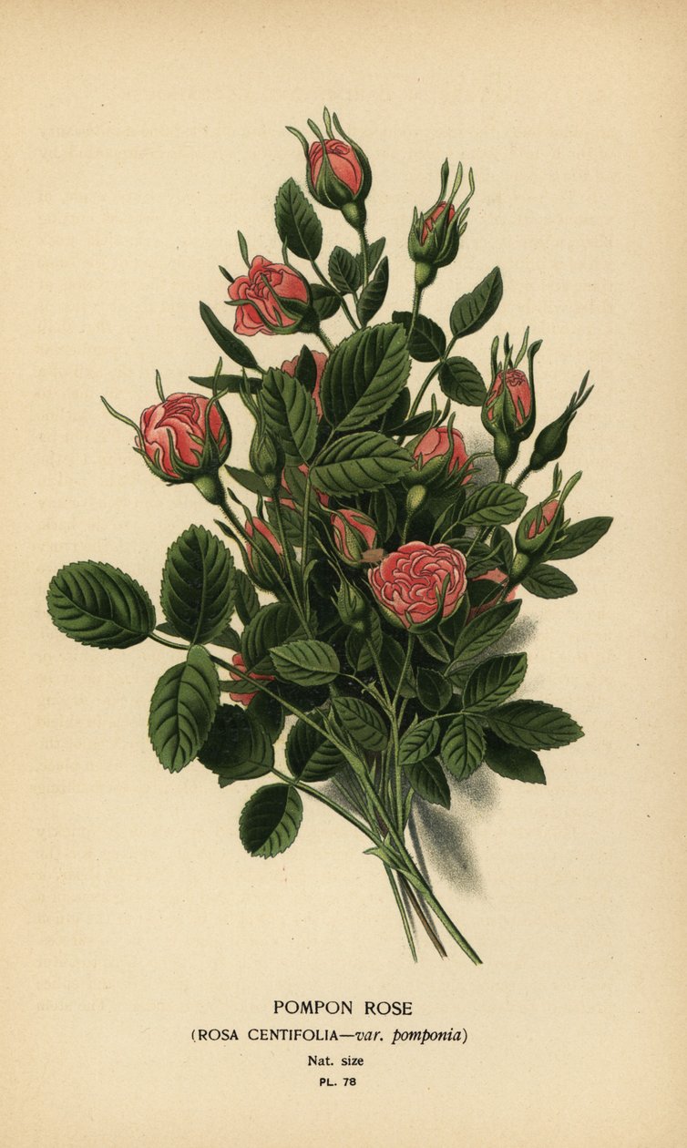 Rosa pompon, Rosa centifolia var. pompon. de Désiré Georges Jean Marie Bois