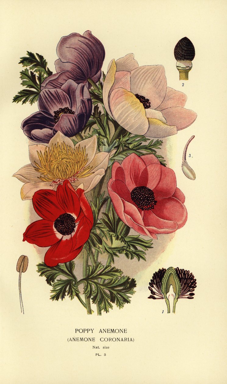 Anémonas papoilas, anémonas coronárias. de Désiré Georges Jean Marie Bois