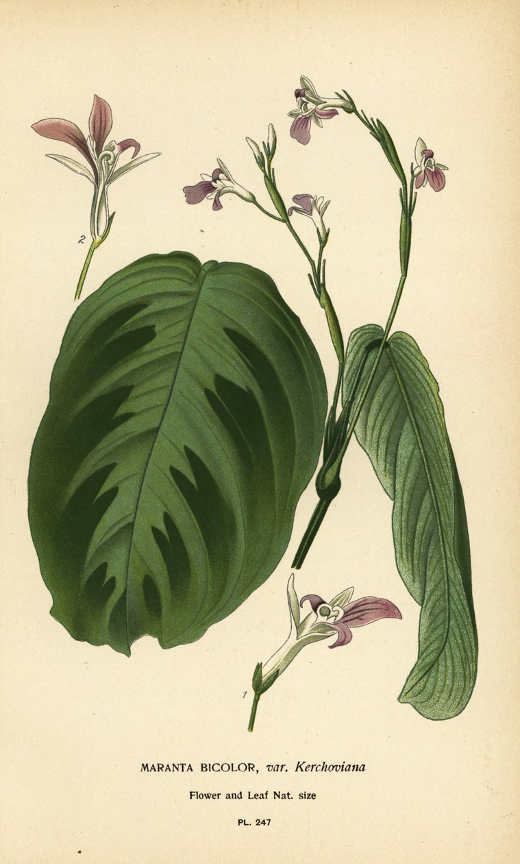Planta de oração, Maranta leuconeura (Maranta bicolor var. Kerchoviana). Cromolitografia de uma ilustração de Desire Bois de Edward Step