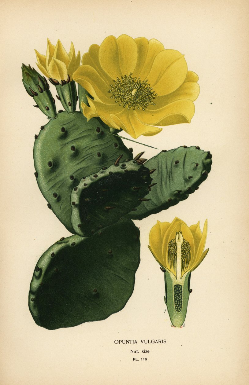 Figo da Índia ou figo da Índia opuntia, Opuntia ficus-indica de Désiré Georges Jean Marie Bois
