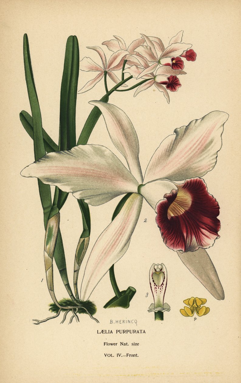Laelia purpurata, Cattleya purpurata (Laelia purpurata). Cromolitografia a partir de uma ilustração de B. Herincq de Edward Step