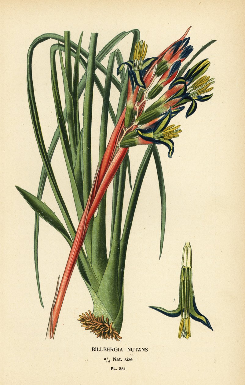 Planta de lágrimas da rainha, Billbergia nutans. Cromolitografia de uma ilustração de Desire Bois de Edward Step