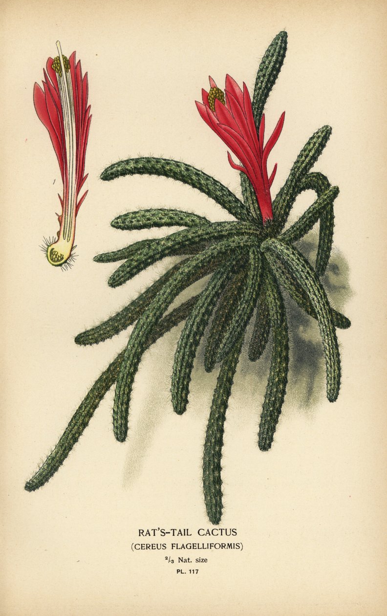 Cacto Rattail, Disocactus flagelliformis. de Désiré Georges Jean Marie Bois