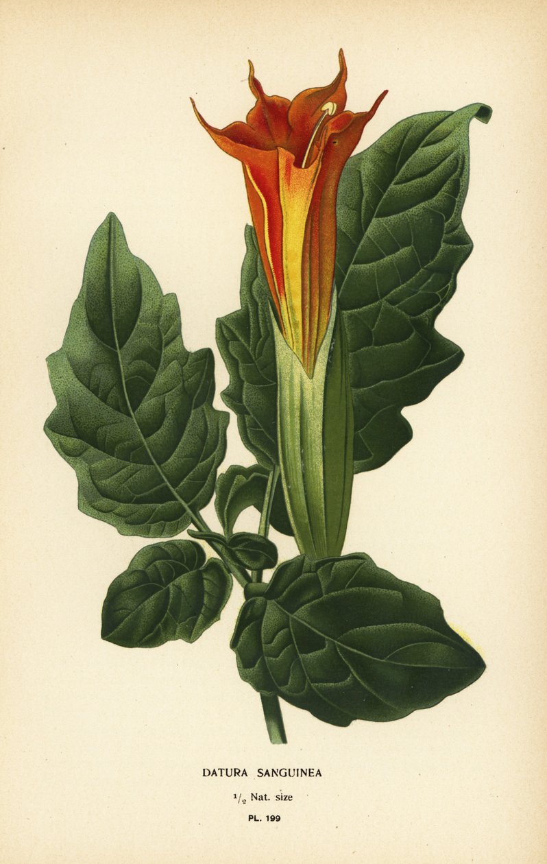 Trombeta do anjo vermelho, Brugmansia sanguinea. Extinta. de Désiré Georges Jean Marie Bois