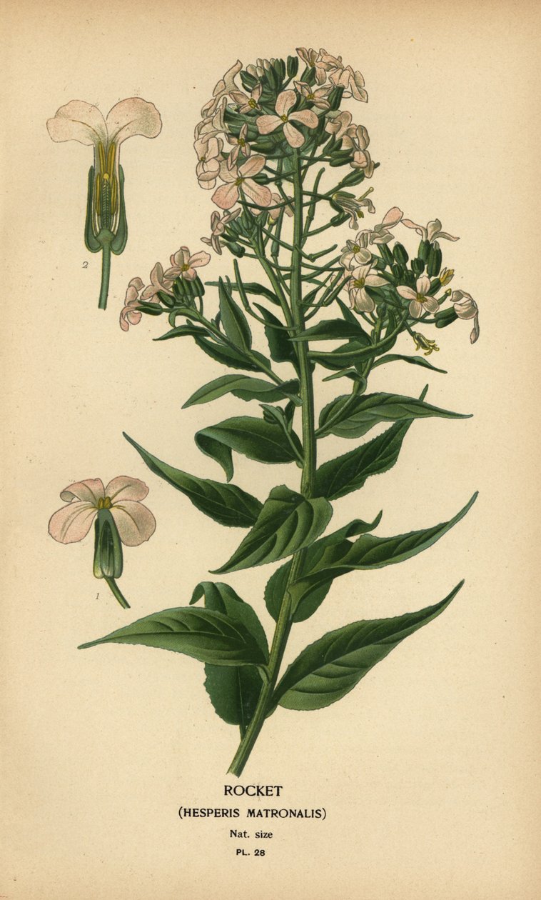 Foguetão, Hesperis matronalis. de Désiré Georges Jean Marie Bois