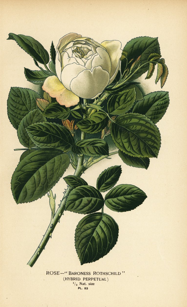 Rose Baroness Rothschild, híbrido perpétuo. de Désiré Georges Jean Marie Bois