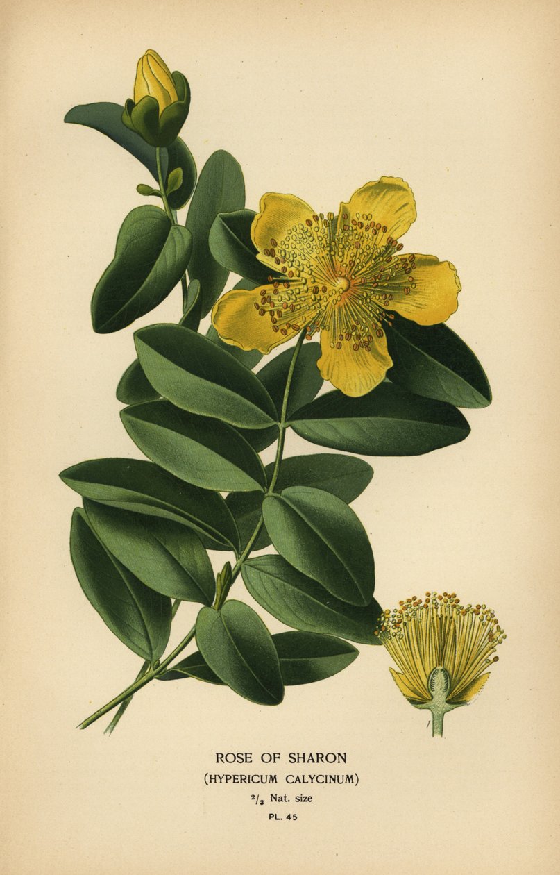 Rosa de Sharon, Hypericum calycinum. de Désiré Georges Jean Marie Bois