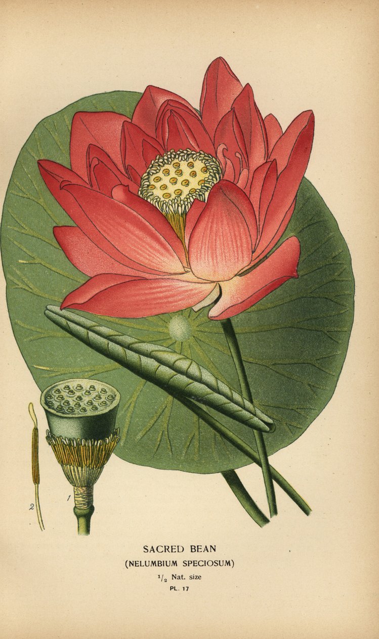 Feijão sagrado ou lótus indiano, Nelumbo nucifera. de Désiré Georges Jean Marie Bois