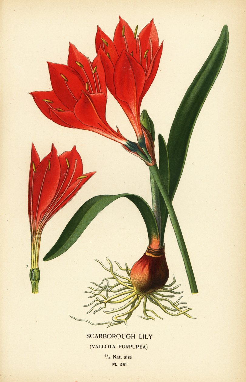 Lírio de Scarborough, Cyrtanthus elatus (Vallota purpurea). Cromolitografia a partir de uma ilustração de Desire Bois de Edward Step