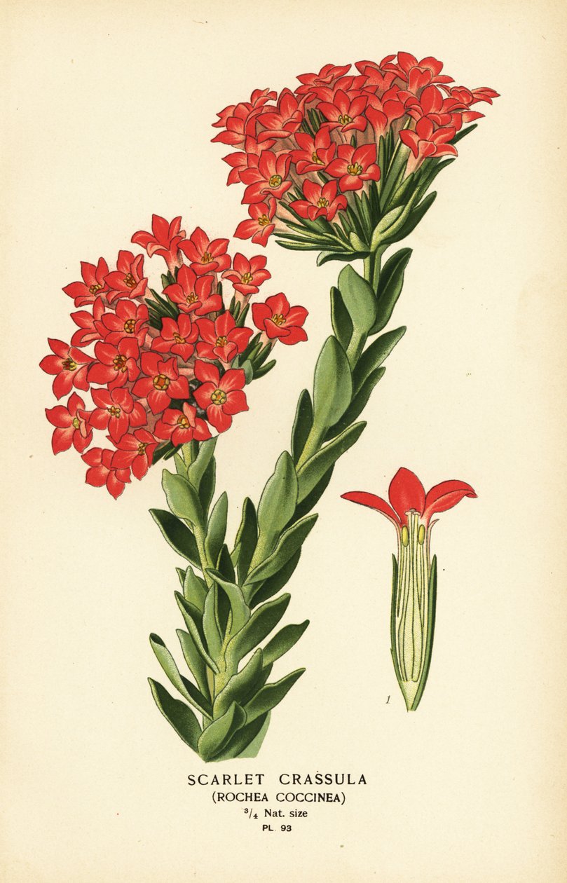 Carrula escarlate, Crassula coccinea. de Désiré Georges Jean Marie Bois