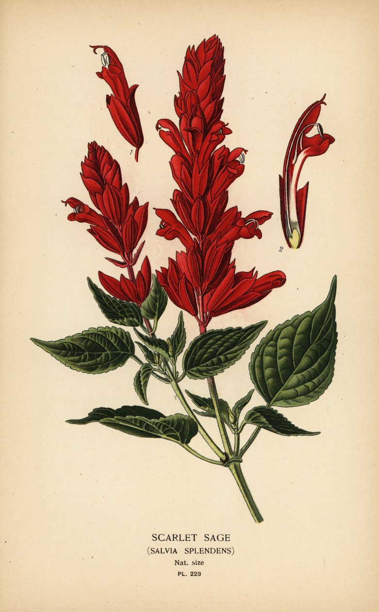 Sálvia escarlate, Salvia splendens. Cromolitografia de uma ilustração de Desire Bois de Edward Step