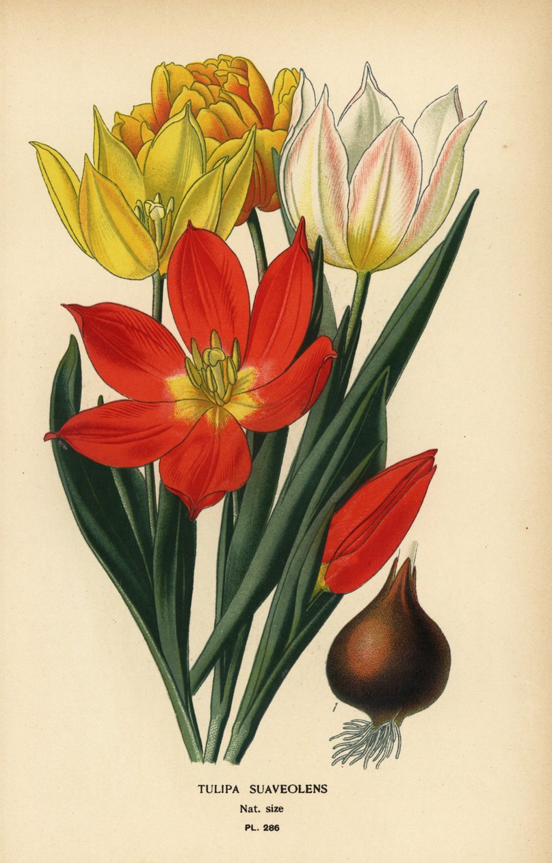 Tulipa de Schrenck, Tulipa suaveolens ou Tulipa schrenkii. Cromolitografia de uma ilustração de Desire Bois de Edward Step