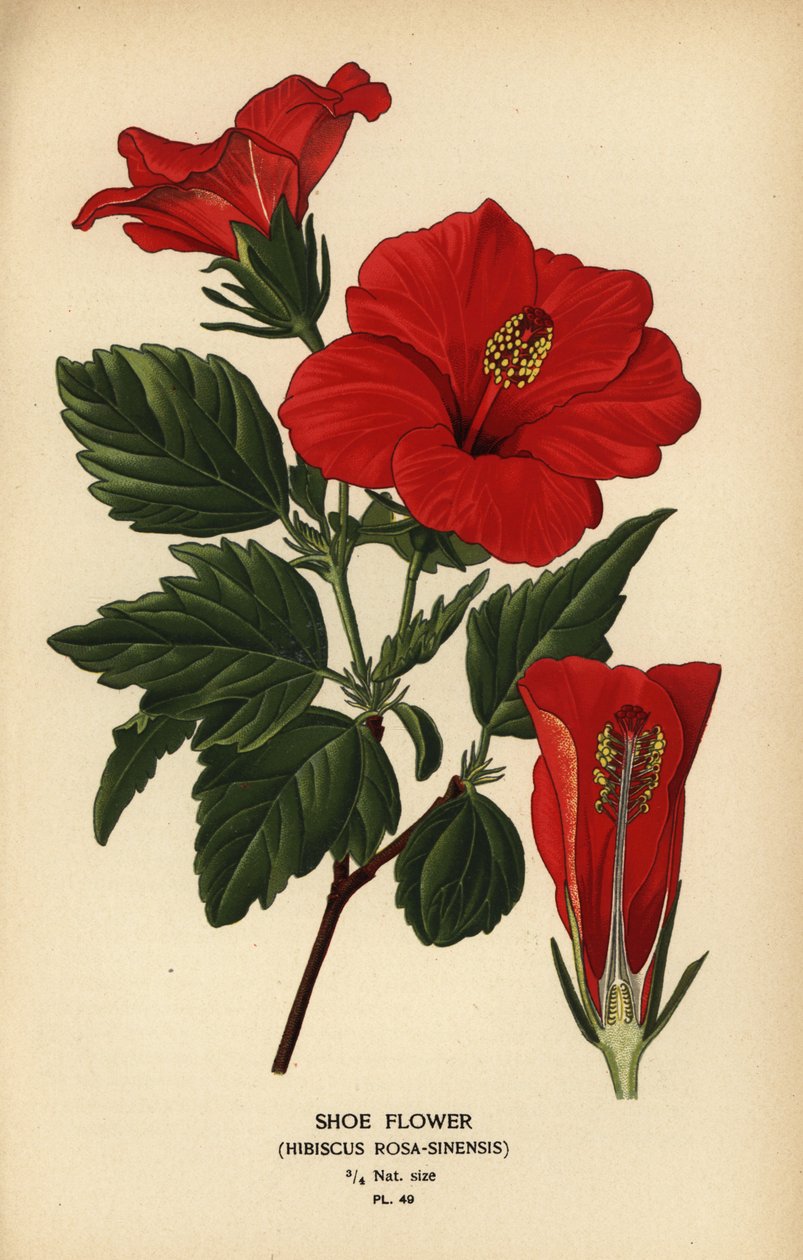 Flor de sapato ou rosa da China, Hibiscus rosa-sinensis. de Désiré Georges Jean Marie Bois