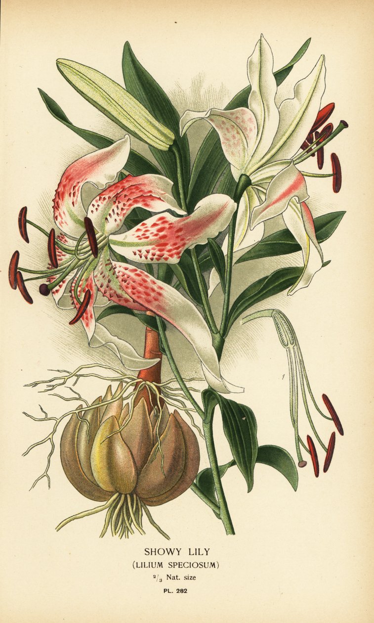 Lírio vistoso, Lilium speciosum. Cromolitografia a partir de uma ilustração de Desire Bois de Edward Step