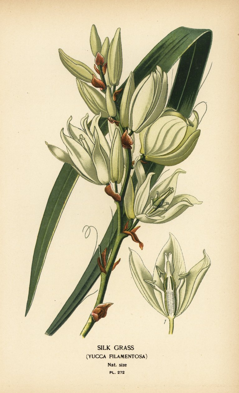 Grama de seda, Yucca filamentosa. Cromolitografia de uma ilustração de Desire Bois de Edward Step