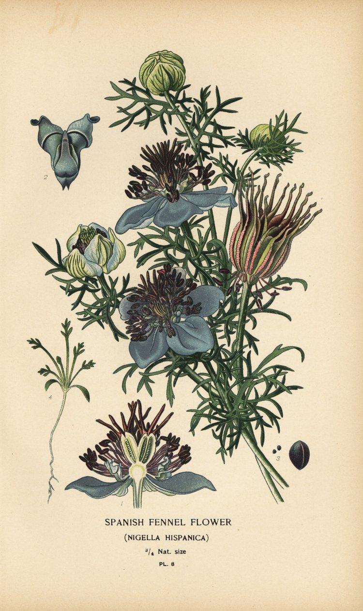 Funcho espanhol, Nigella hispanica. de Désiré Georges Jean Marie Bois