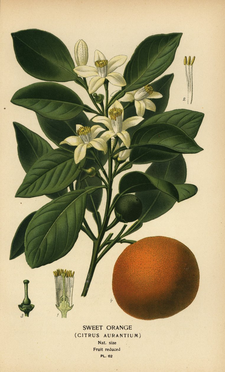 Laranja doce, Citrus x aurantium. de Désiré Georges Jean Marie Bois