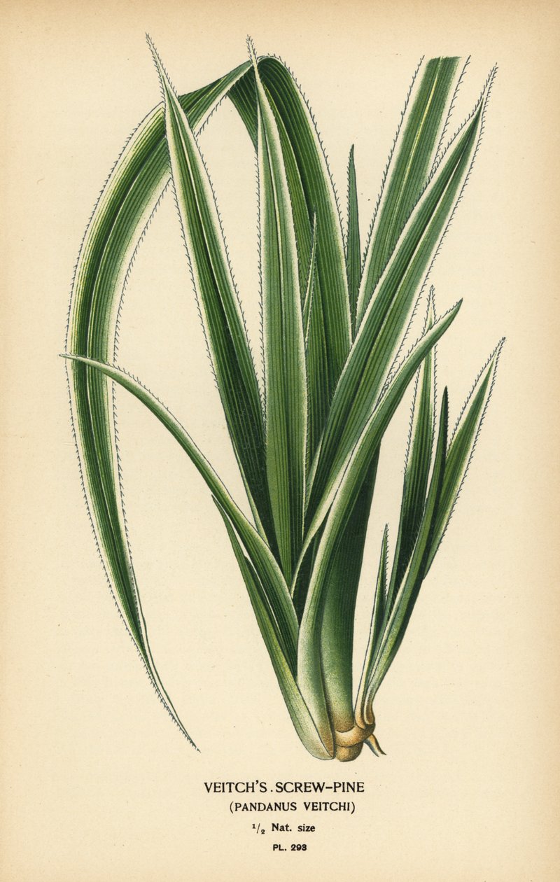 Pinheiro do Taiti, Pandanus tectorius (pinheiro de Veitch, Pandanus veitchii). Cromolitografia de uma ilustração de Desire Bois de Edward Step