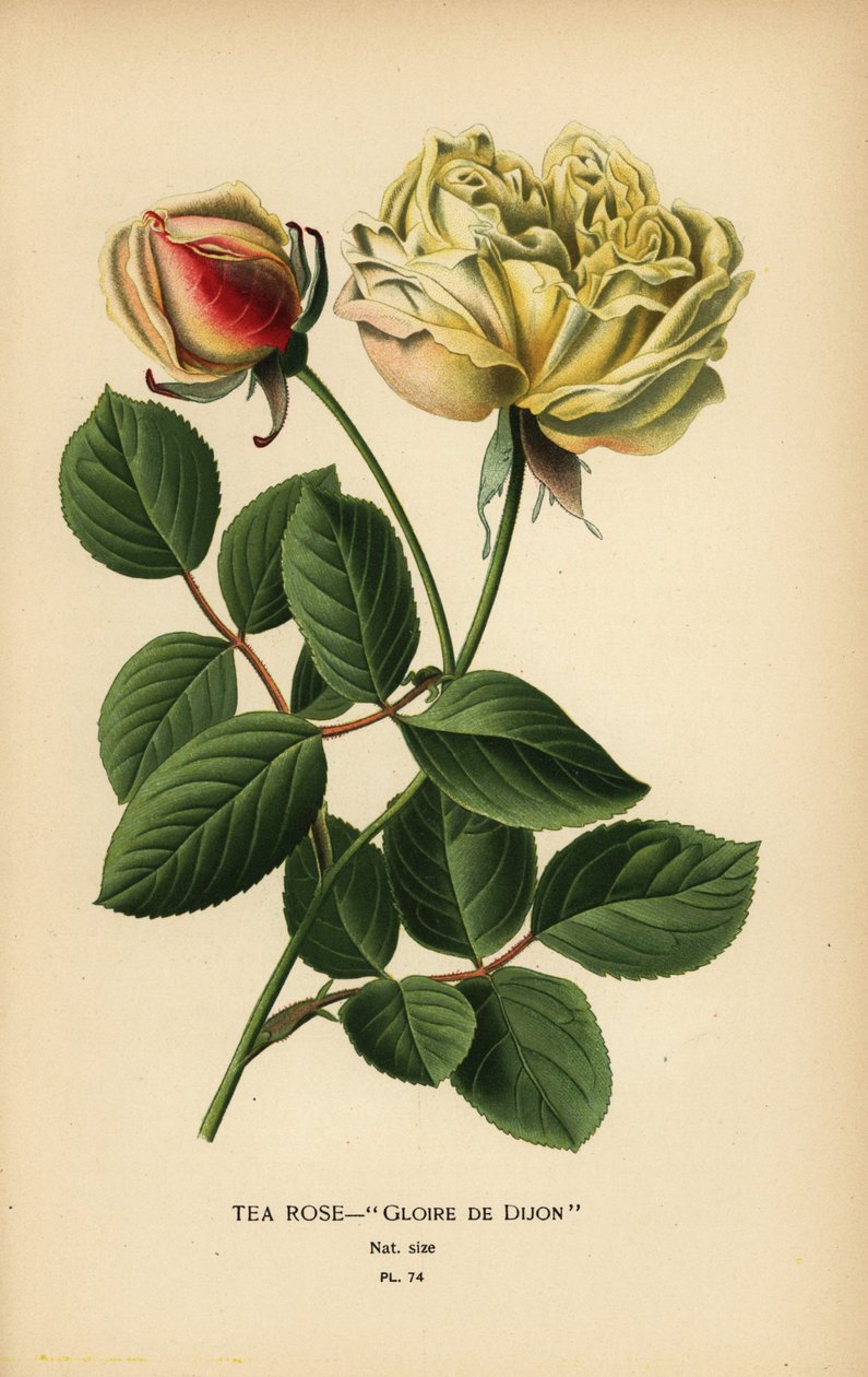Chá rosa híbrido, Gloire de Dijon, Rosa × odorata. de Désiré Georges Jean Marie Bois