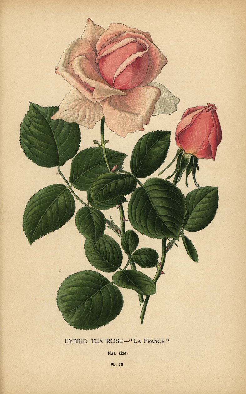 Híbrido de rosa de chá, La France, Rosa × odorata. de Désiré Georges Jean Marie Bois