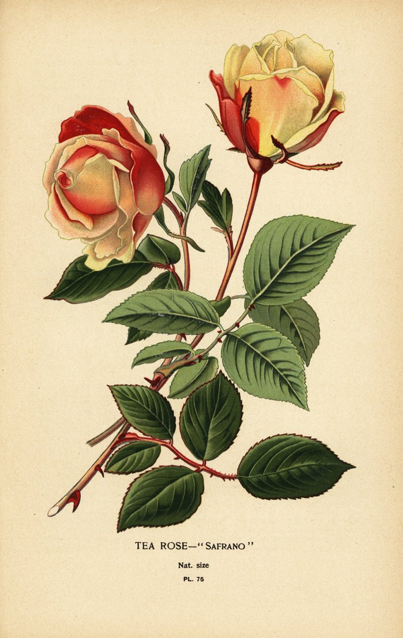 Híbrido de rosa de chá, Açafrão, Rosa × Odorata. de Désiré Georges Jean Marie Bois
