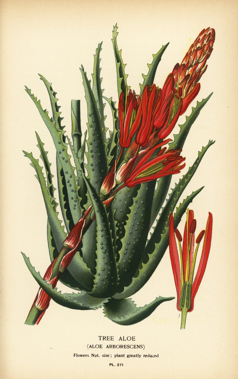Árvore aloe, Aloe arborescens. Cromolitografia a partir de uma ilustração de Desire Bois de Edward Step
