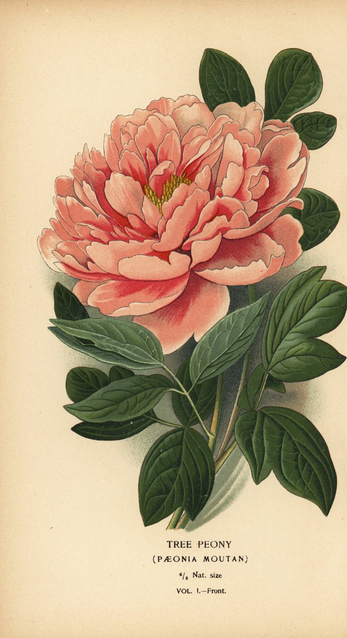 Peónia das árvores, Paeonia moutan. de Désiré Georges Jean Marie Bois