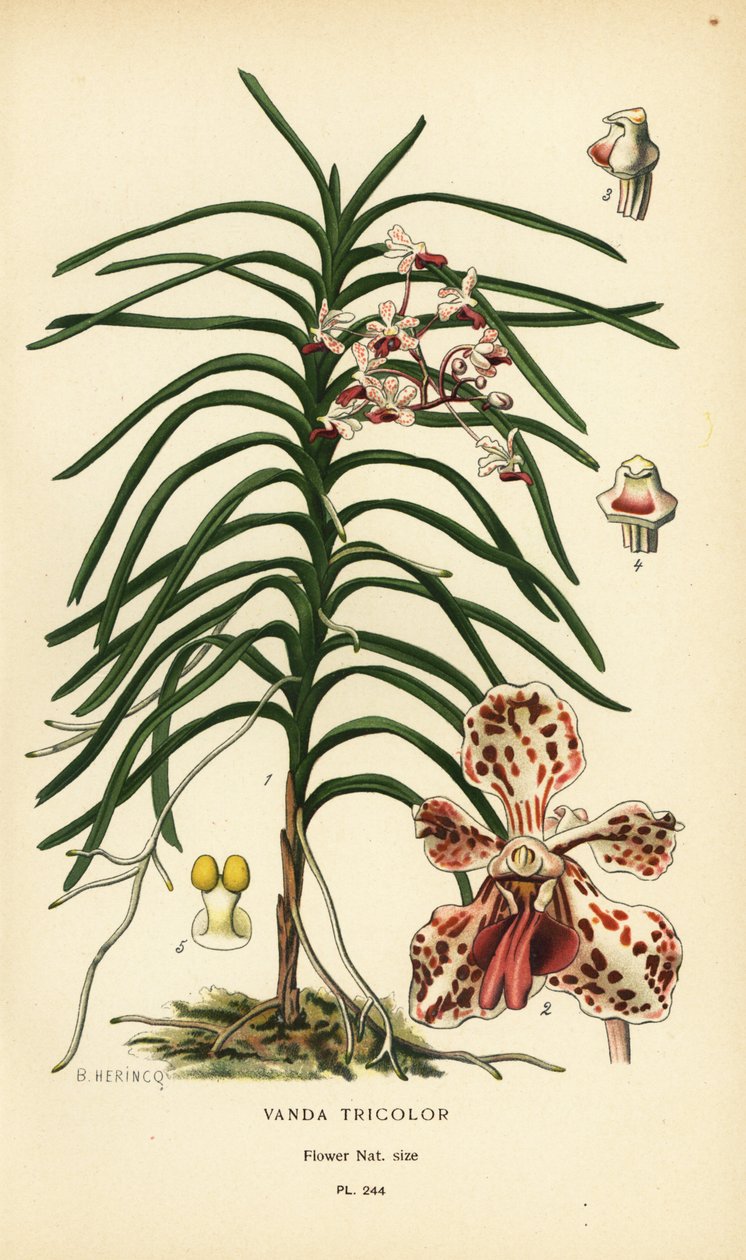 Orquídea tricolor Vanda. Cromolitografia de uma ilustração de B. Herincq de Edward Step